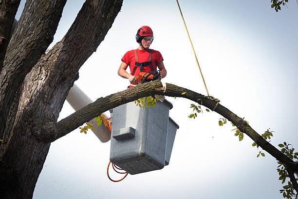 Emergency Storm Tree Removal in Vandenberg Village, CA